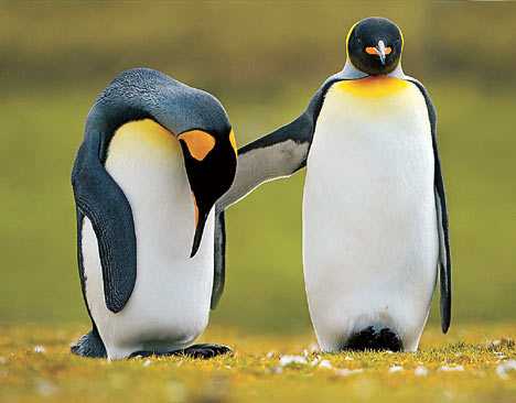 Humans Are Not Penguins and Other Relationship Facts You might Not Know